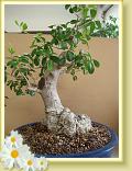 bonsai02