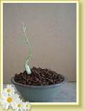 bonsai03